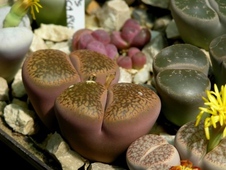 Lithops